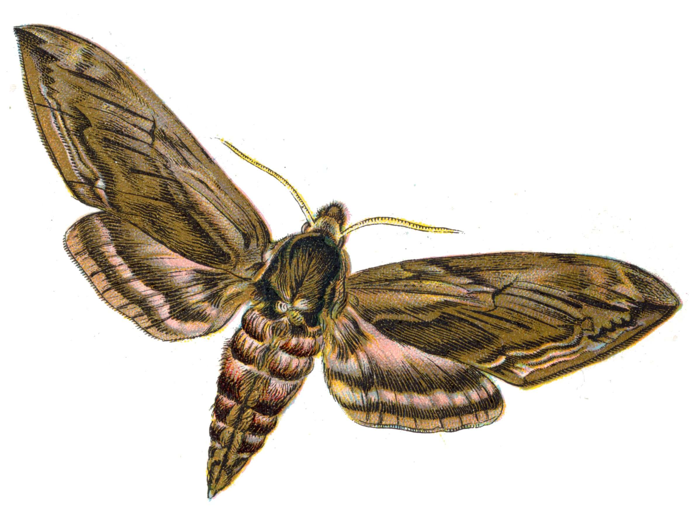 Image of privet hawk-moth