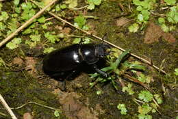 Image of Lucanus formosanus Planet 1899