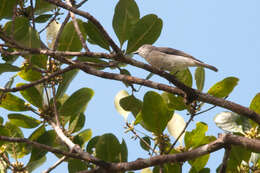 Image of Pachycephala griseonota lineolata Wallace 1863