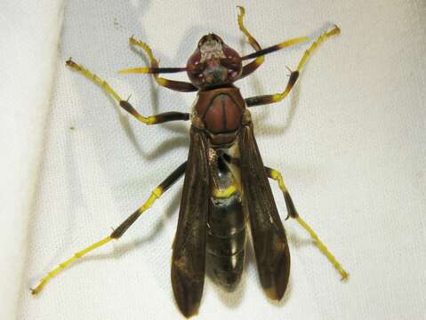 Image of Polistes annularis (Linnaeus 1763)