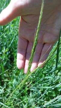 Image of green needlegrass