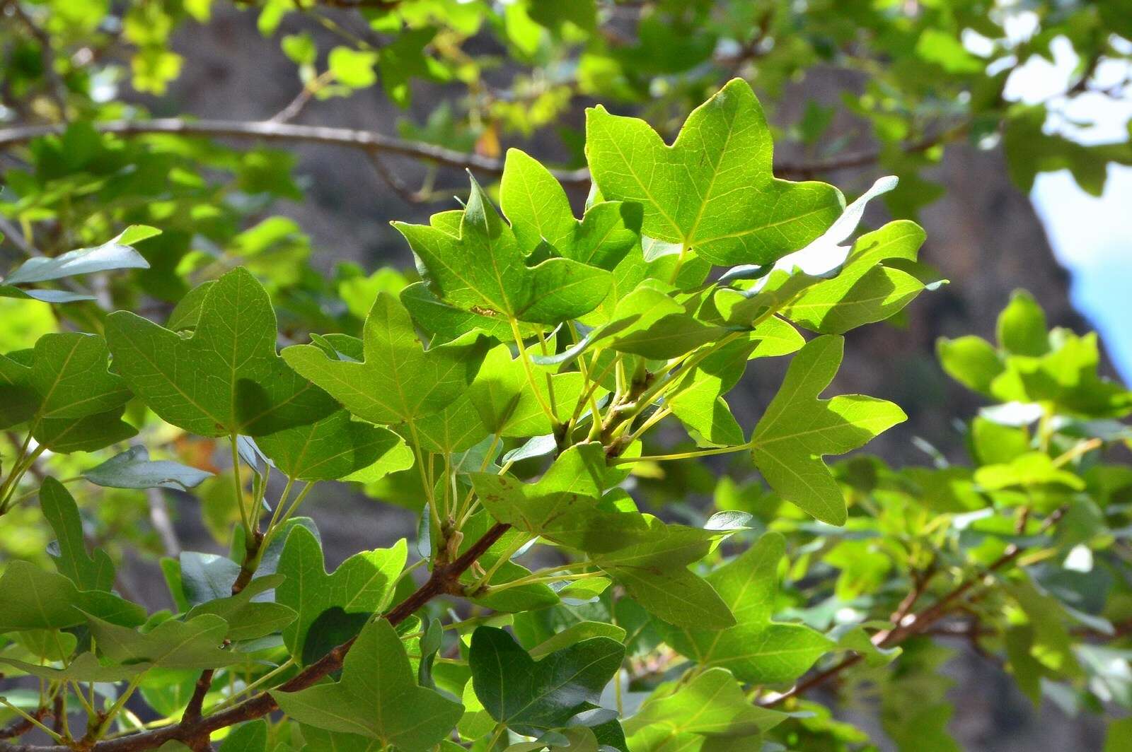 Image of Montpellier Maple