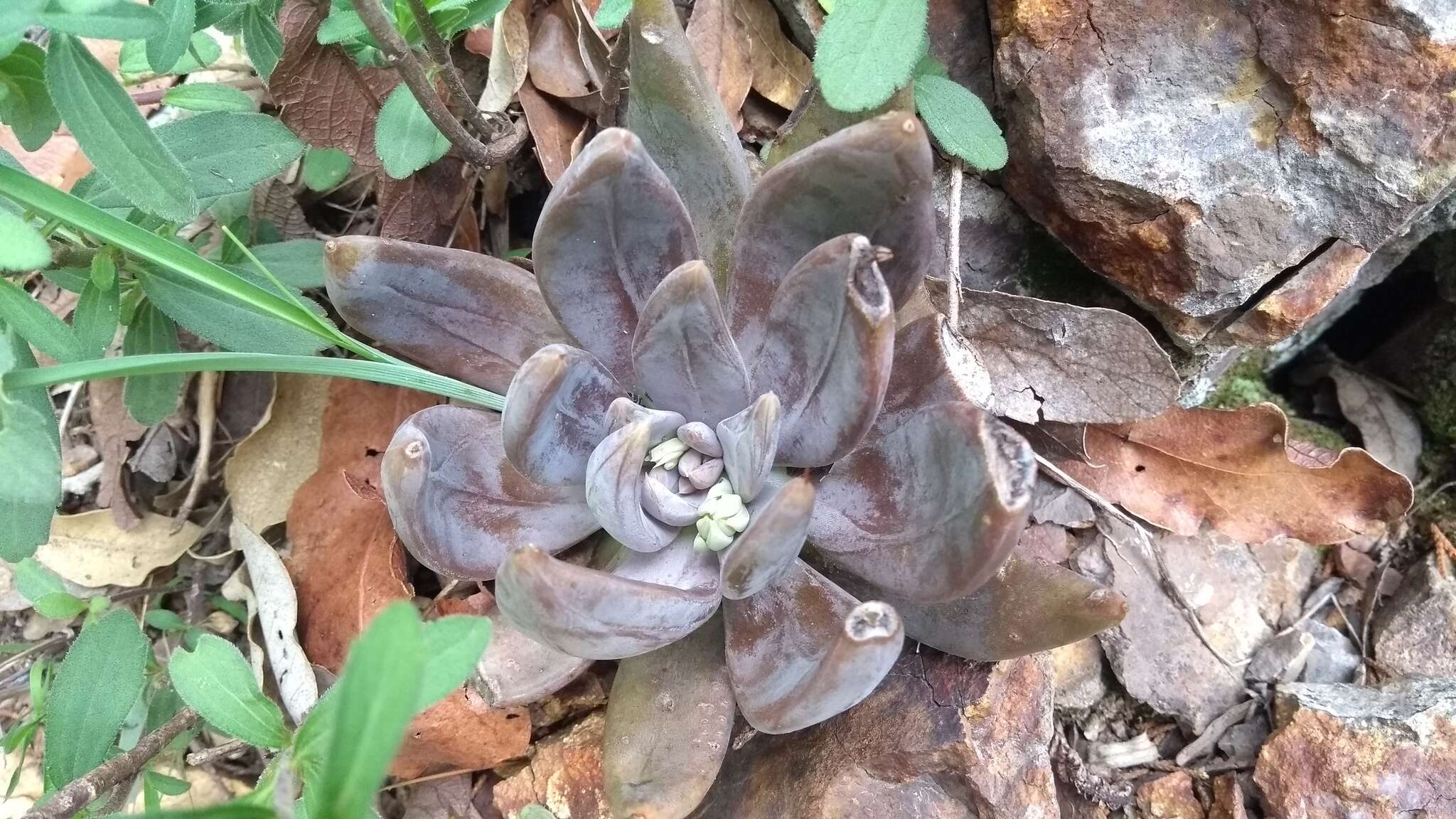 Image of Echeveria craigiana Walther