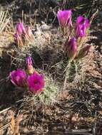 Image of smallflower fishhook cactus