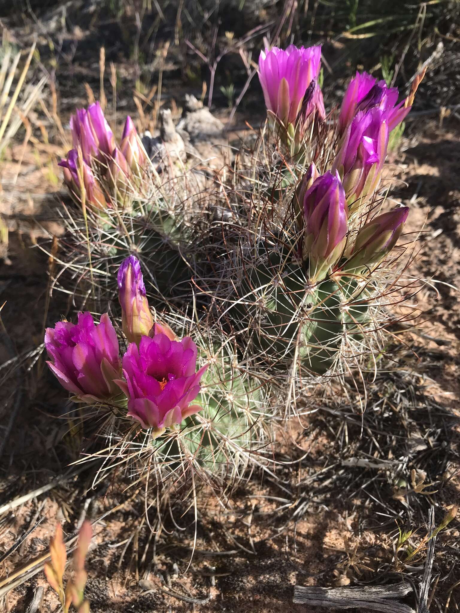 Plancia ëd Sclerocactus parviflorus Clover & Jotter