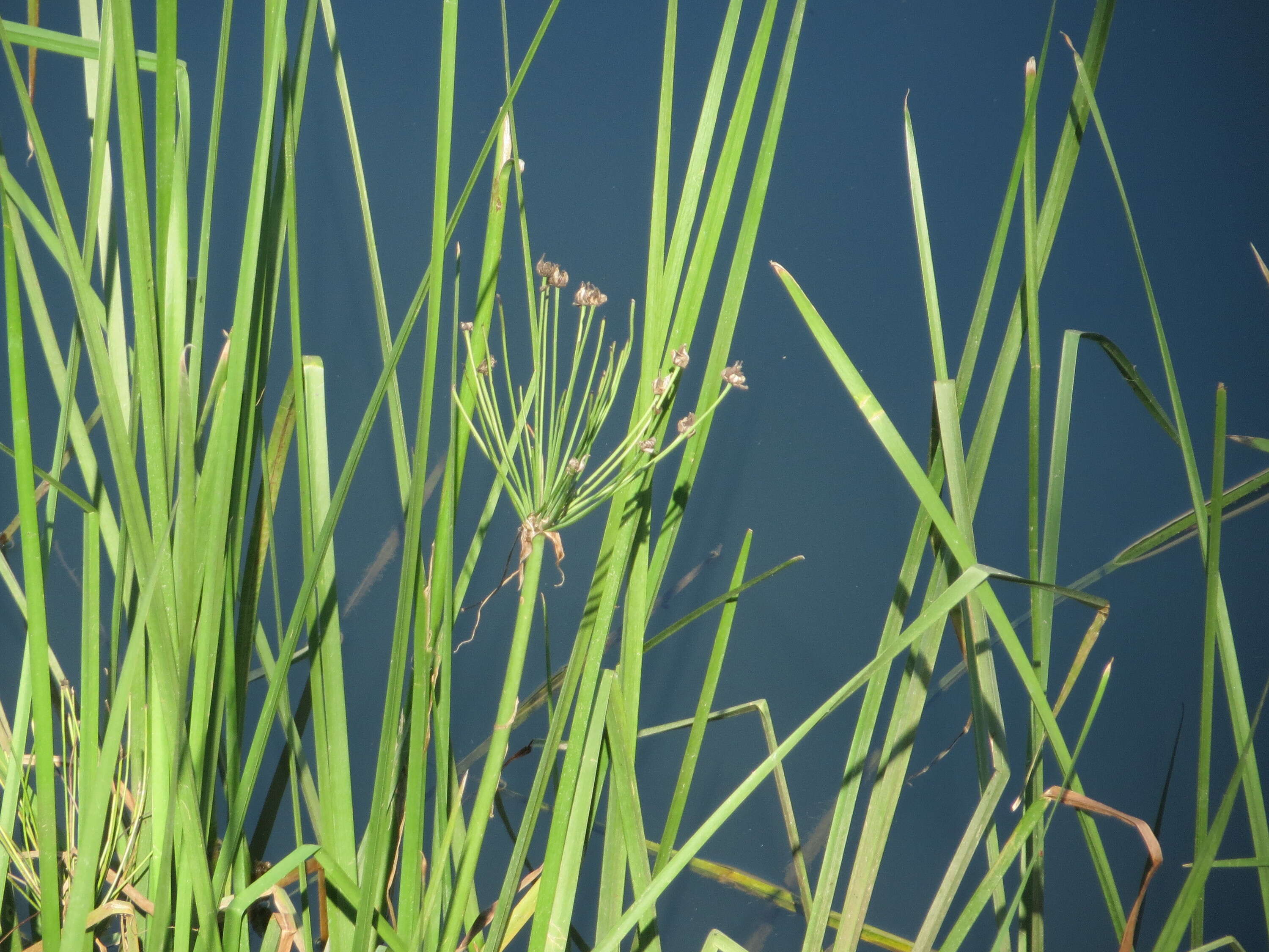 Image of flowering rush family