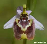 Image of Ophrys fuciflora subsp. candica E. Nelson ex Soó