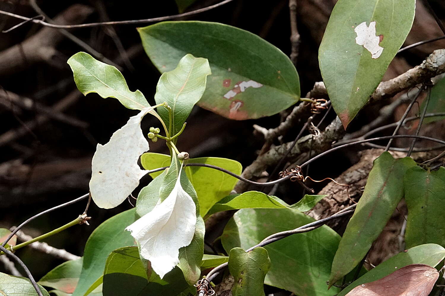 Coelospermum decipiens Baill. resmi