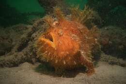 Image of Spitlure Frogfish