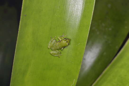 Image of Pristimantis omeviridis Ortega-Andrade, Rojas-Soto, Valencia, Espinosa de los Monteros, Morrone, Ron & Cannatella 2015