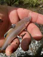 Image of Tallapoosa shiner