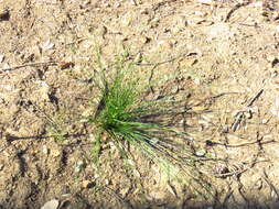 Image of manystem sedge