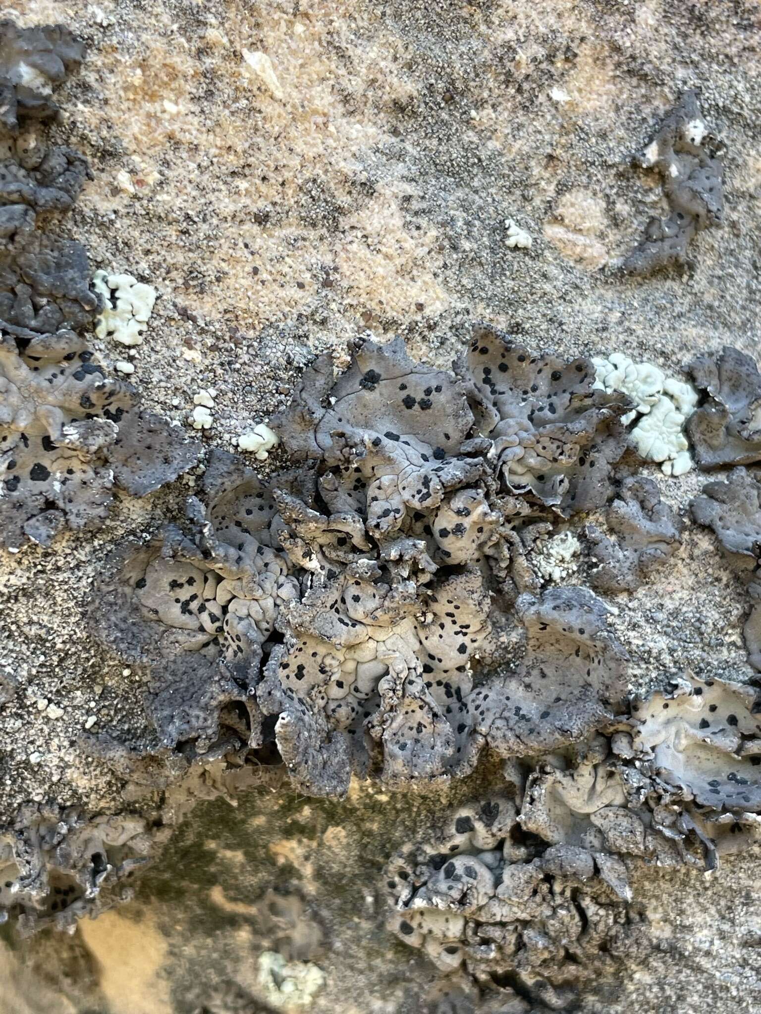 Image of navel lichen