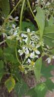 Image of Montanoa leucantha subsp. arborescens (A. P. DC.) V. A. Funk