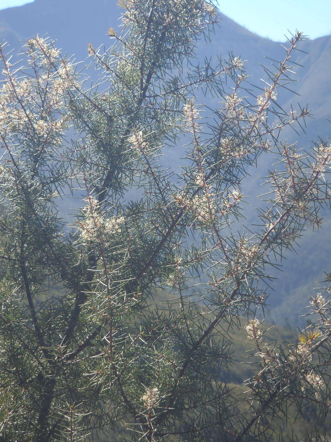 Image of Hakea sericea Schrad. & J. C. Wendl.