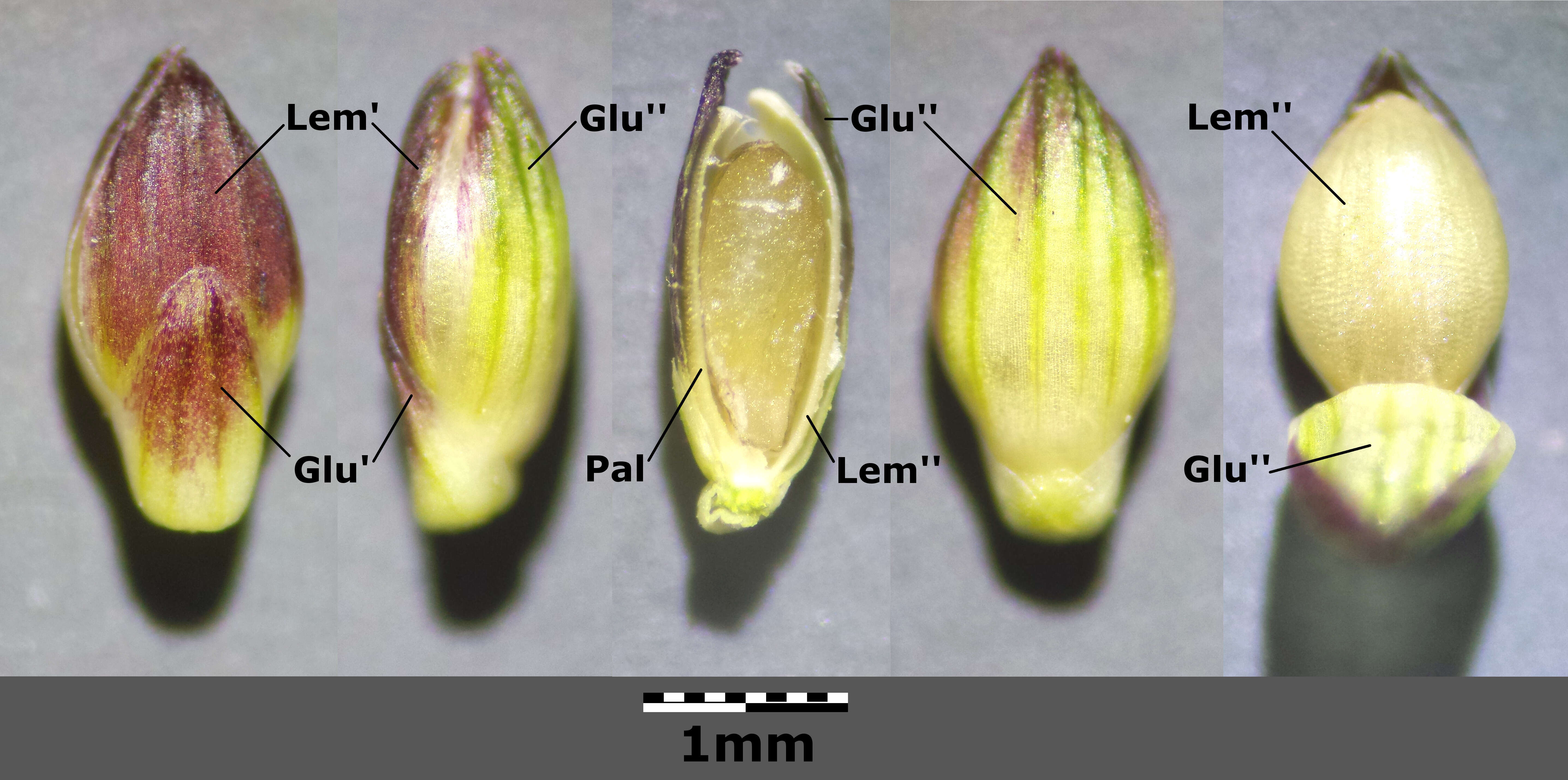 Imagem de Setaria viridis (L.) P. Beauv.