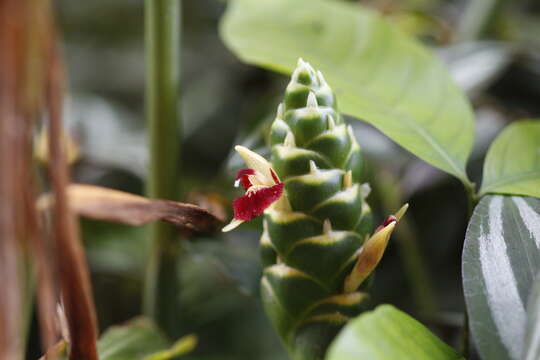 Image of Cooking Ginger