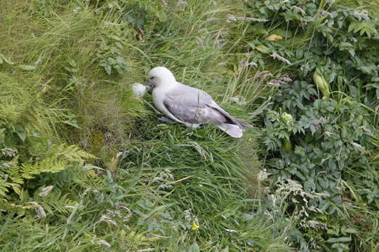 Image of Fulmar