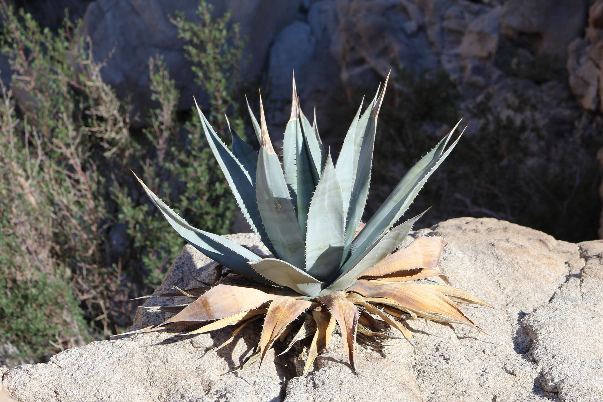 Image of Agave turneri R. H. Webb & Salazar-Ceseña