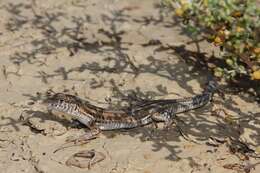 Image of Bosk’s fringe-toed lizard