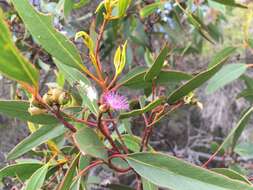 Слика од Eucalyptus albopurpurea (Boomsma) D. Nicolle