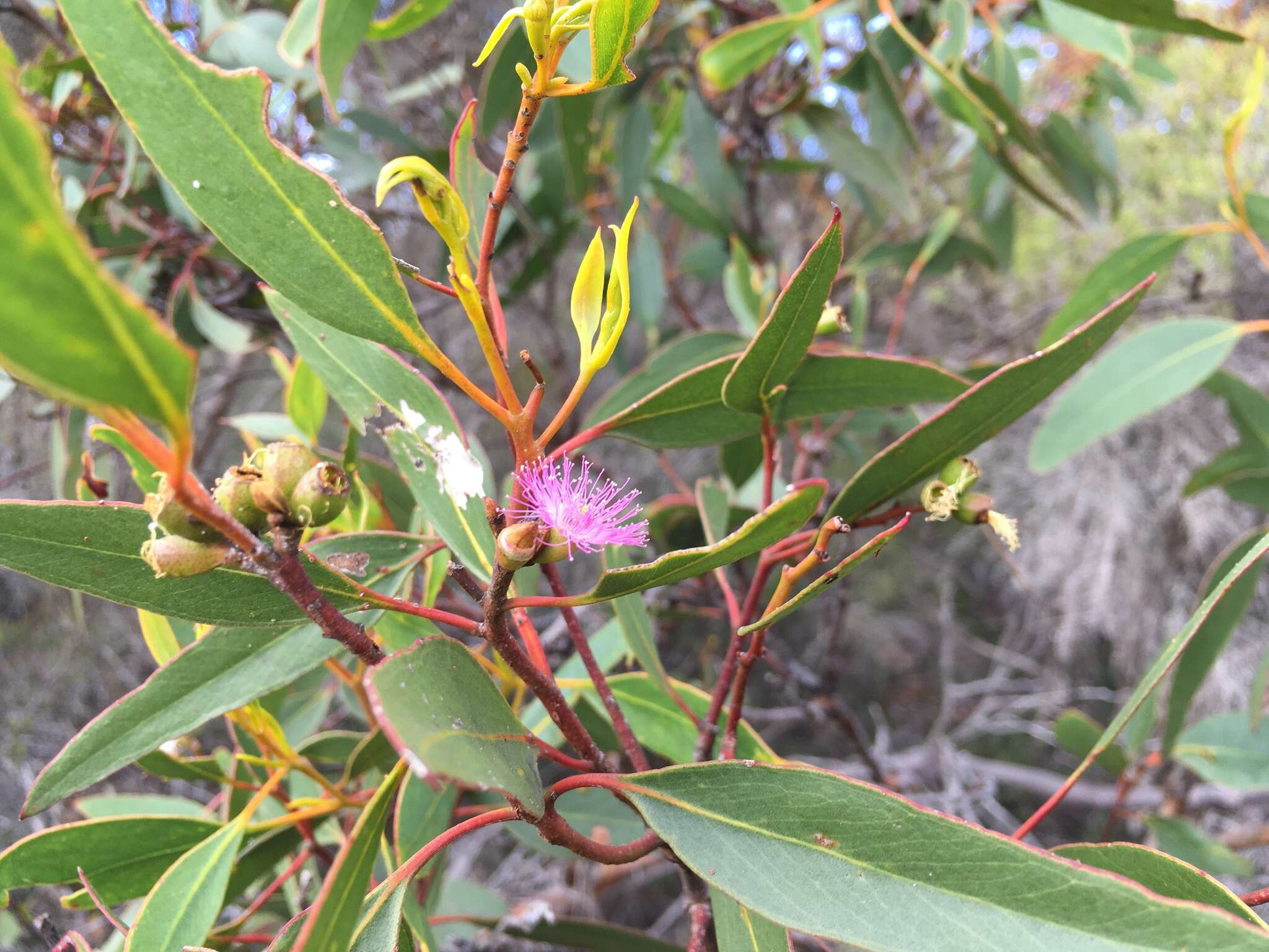 Слика од Eucalyptus albopurpurea (Boomsma) D. Nicolle