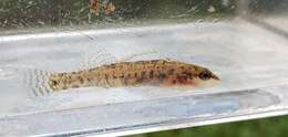 Imagem de Etheostoma kennicotti (Putnam 1863)