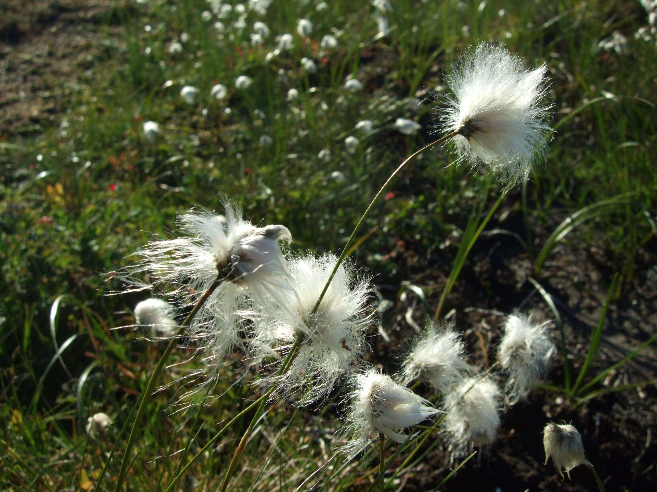 Image de Linaigrette dense