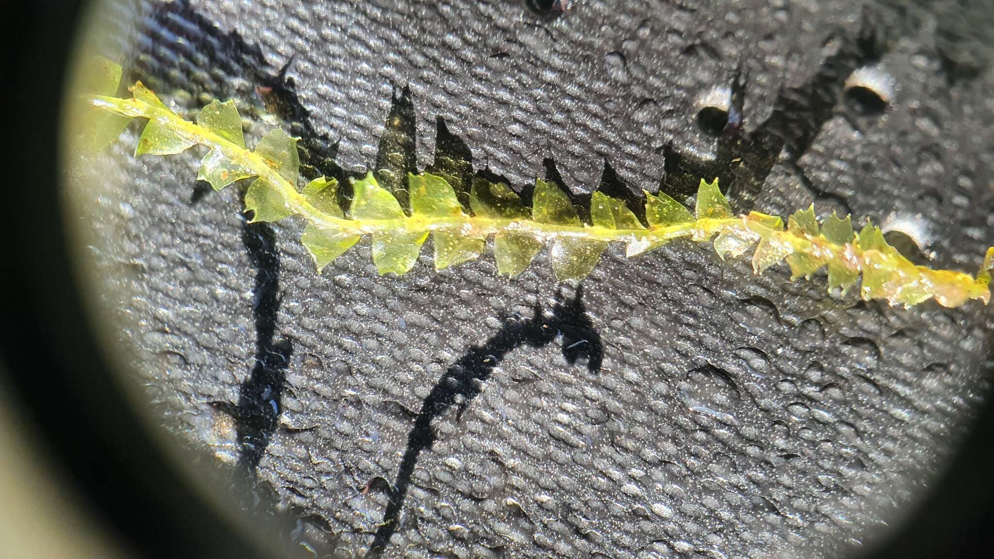 Image of Bifid Crestwort