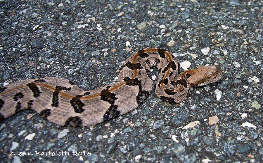 Image of Timber Rattlesnake