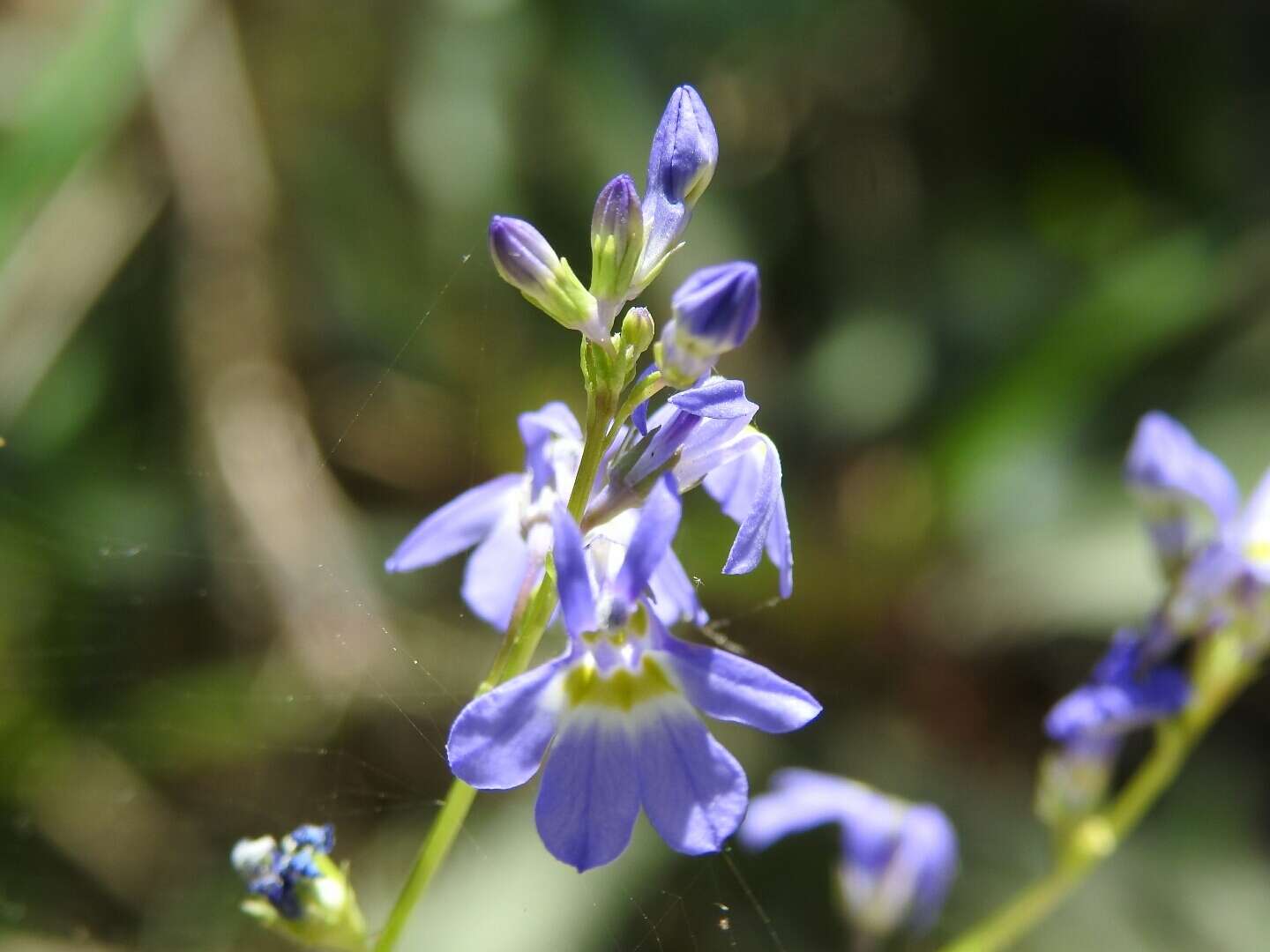 Imagem de Lobelia berlandieri A. DC.