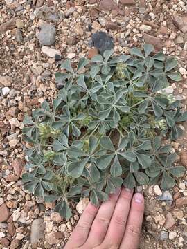 Image of beaver Indian breadroot