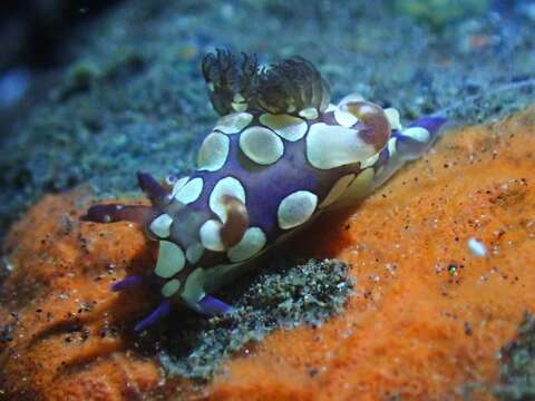 Image of Trapania scurra Gosliner & Fahey 2008