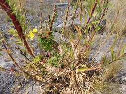 Image of Hooker's evening primrose