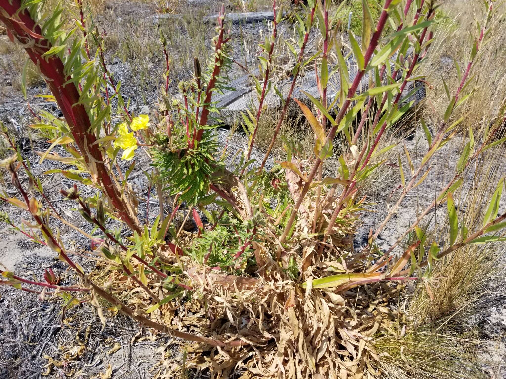 Image of Hooker's evening primrose