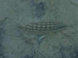 Image of Checkered Seaperch