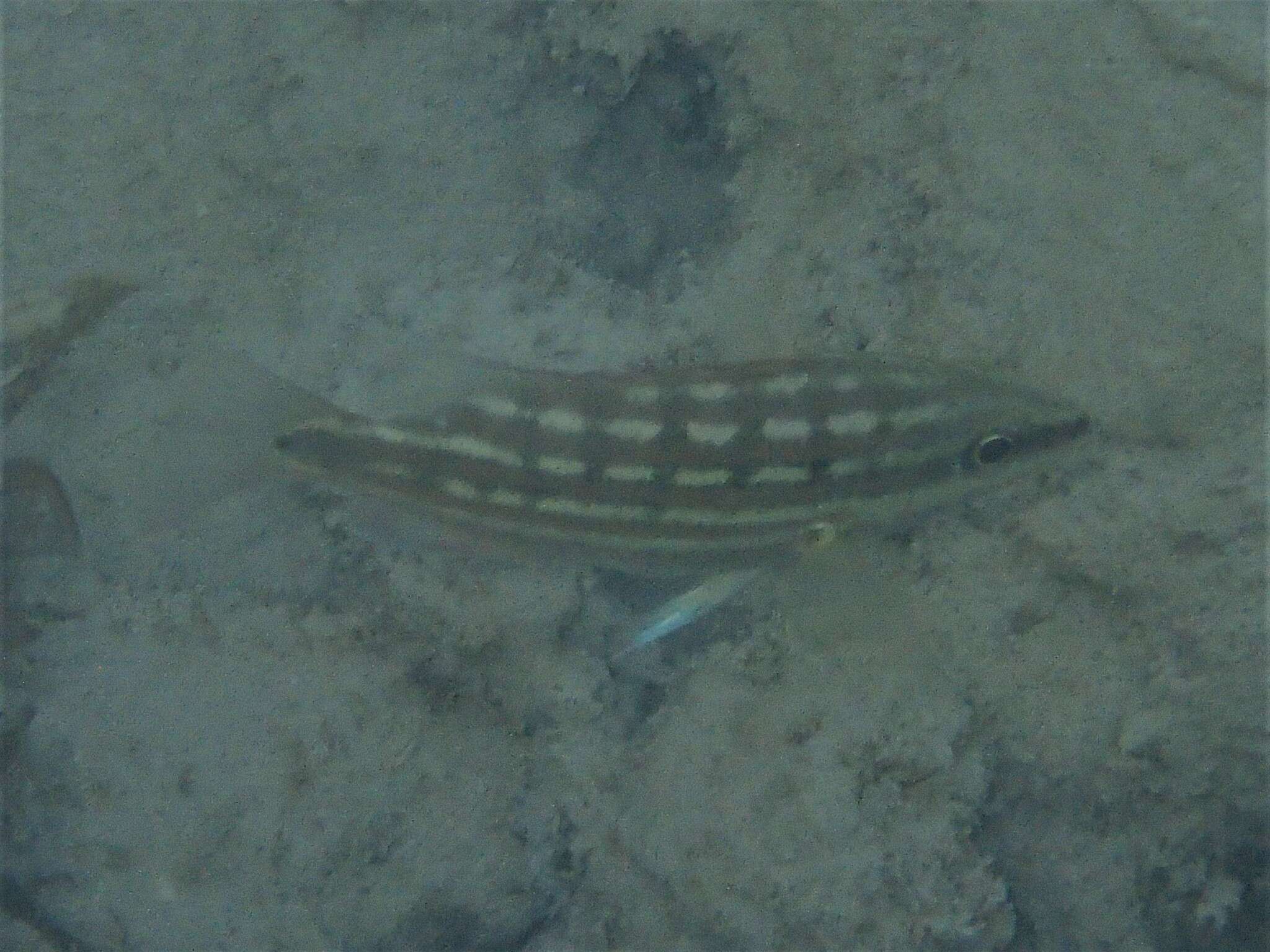 Image of Checkered Seaperch