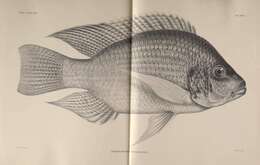 Image de Oreochromis tanganicae (Günther 1894)