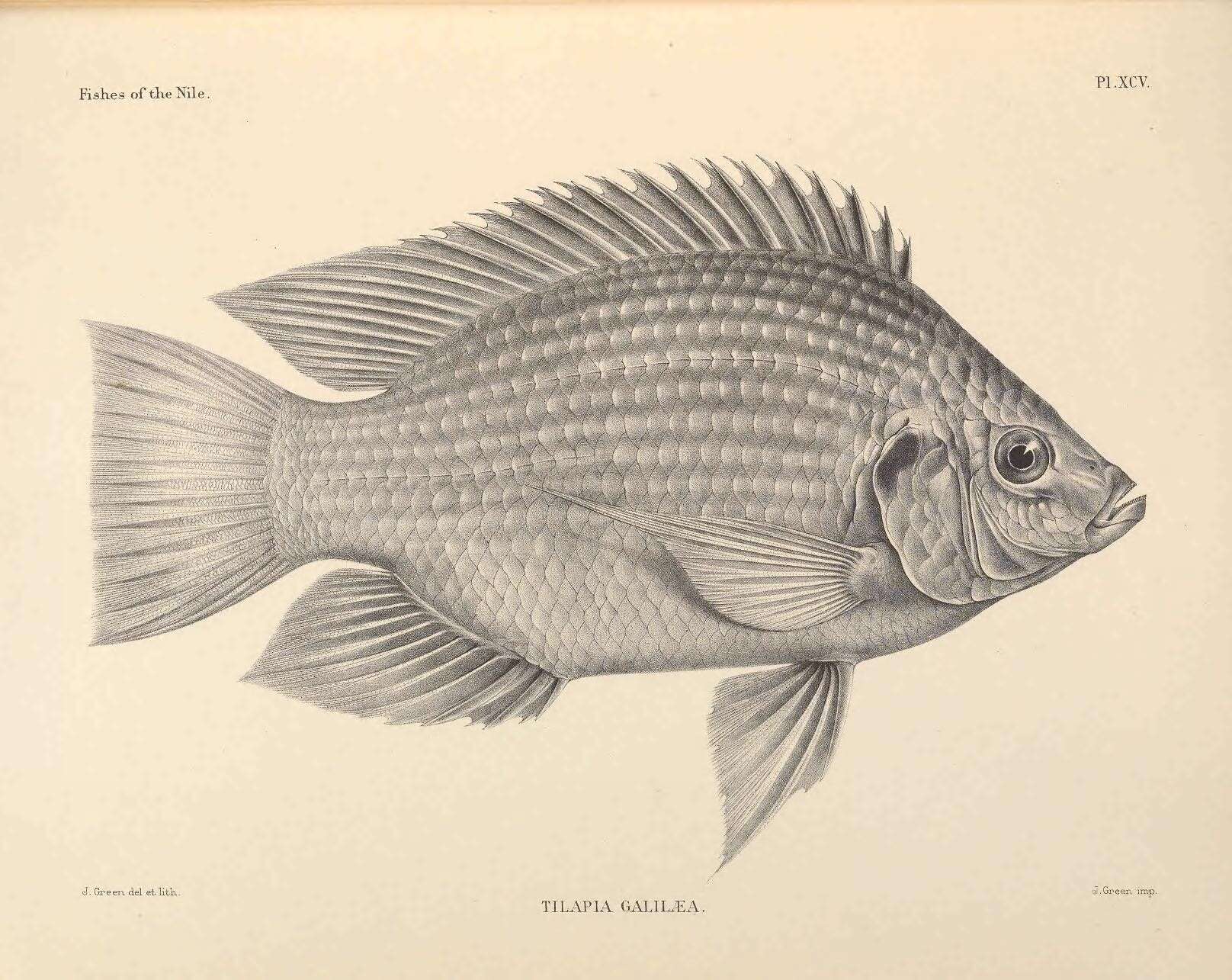 Image of Mango tilapia