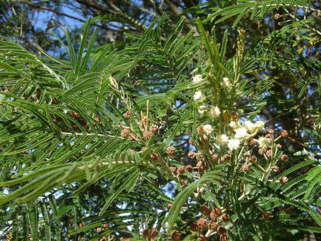 Image of black wattle