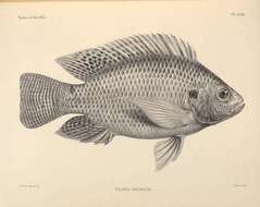 Image of Nile tilapia