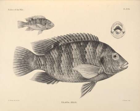 Image of Redbelly tilapia
