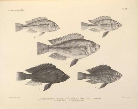 Image of Haplochromis nigricans (Boulenger 1906)