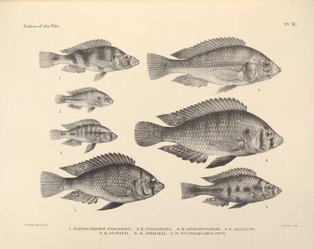 Plancia ëd Haplochromis ishmaeli Boulenger 1906