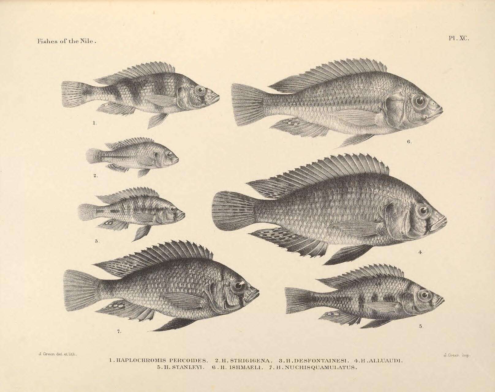 Image of Cichlid