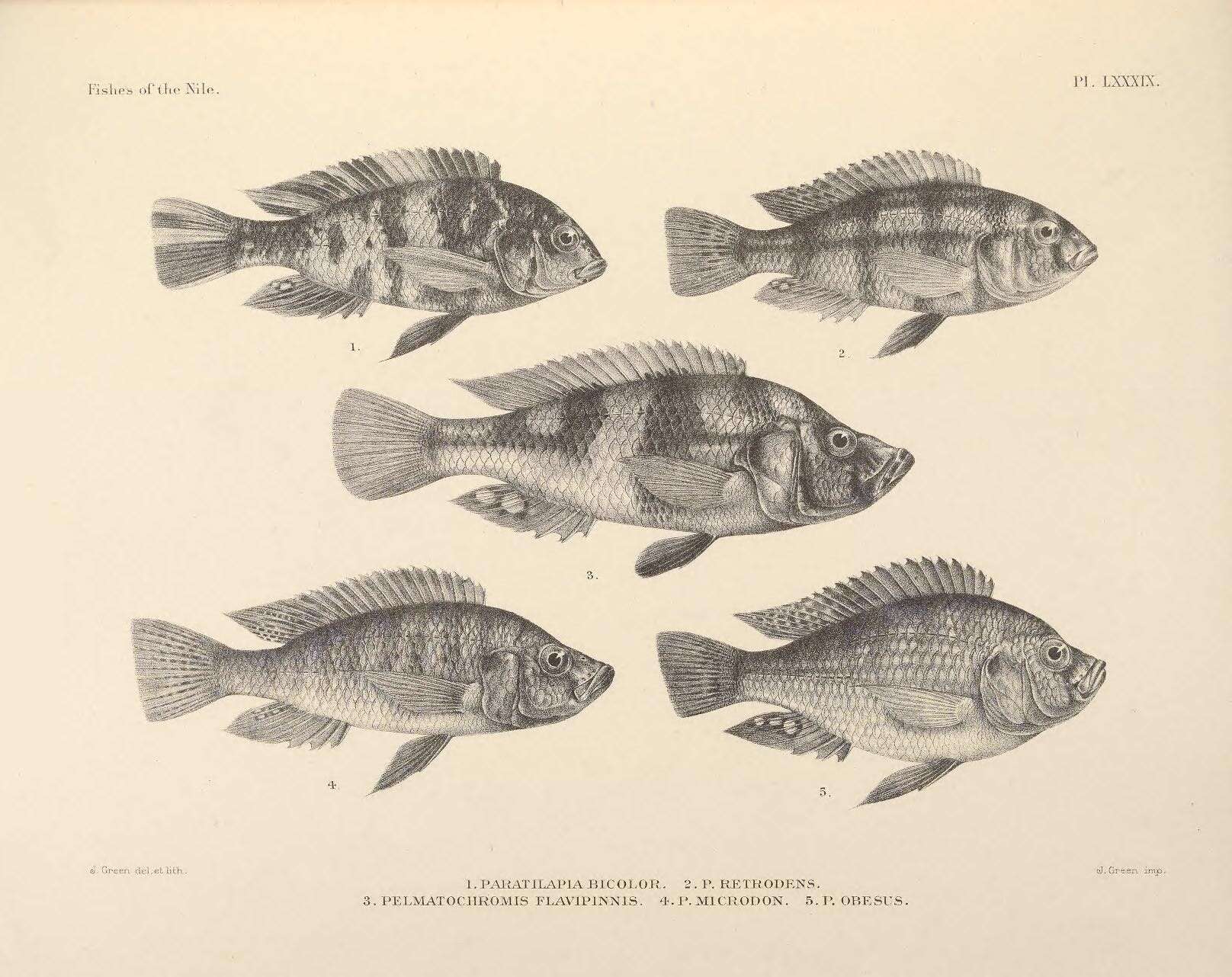 Image de Haplochromis