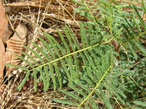 Plancia ëd Elephantorrhiza suffruticosa Schinz