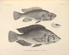 Image de Haplochromis