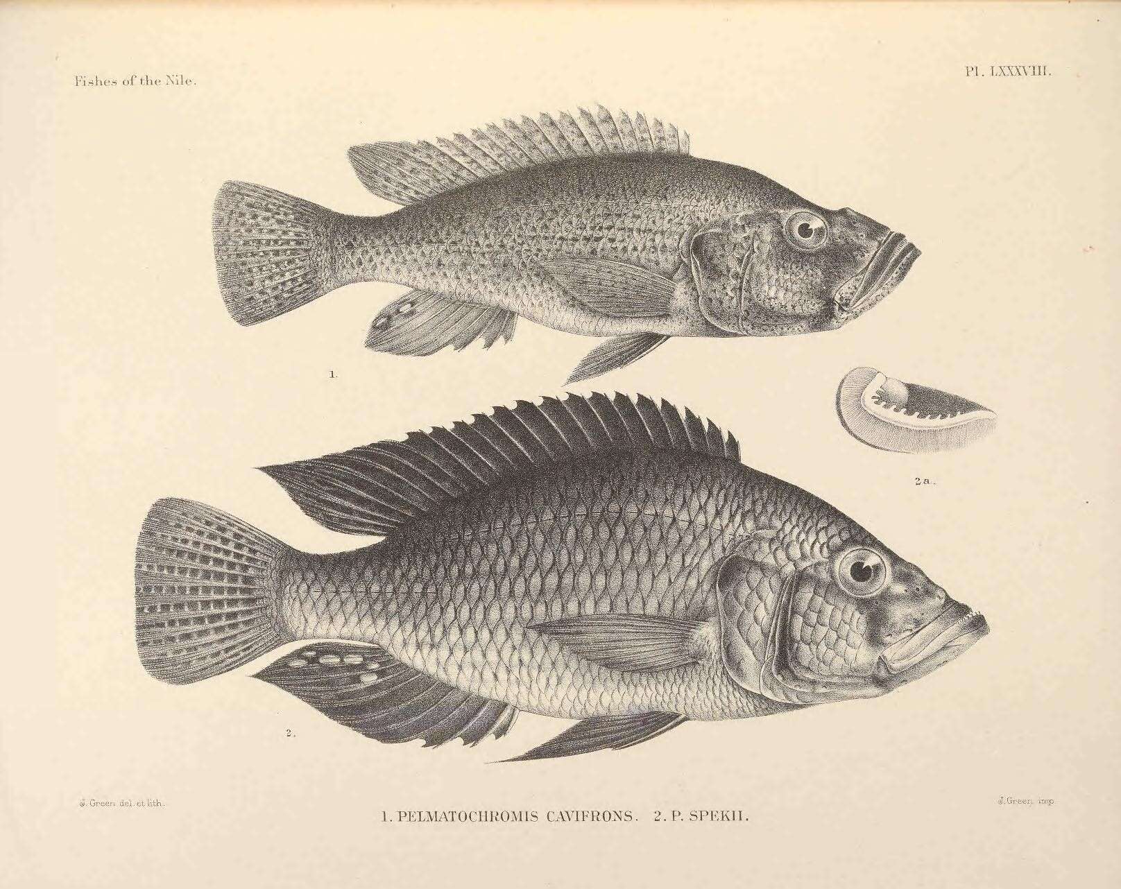 Image de Haplochromis