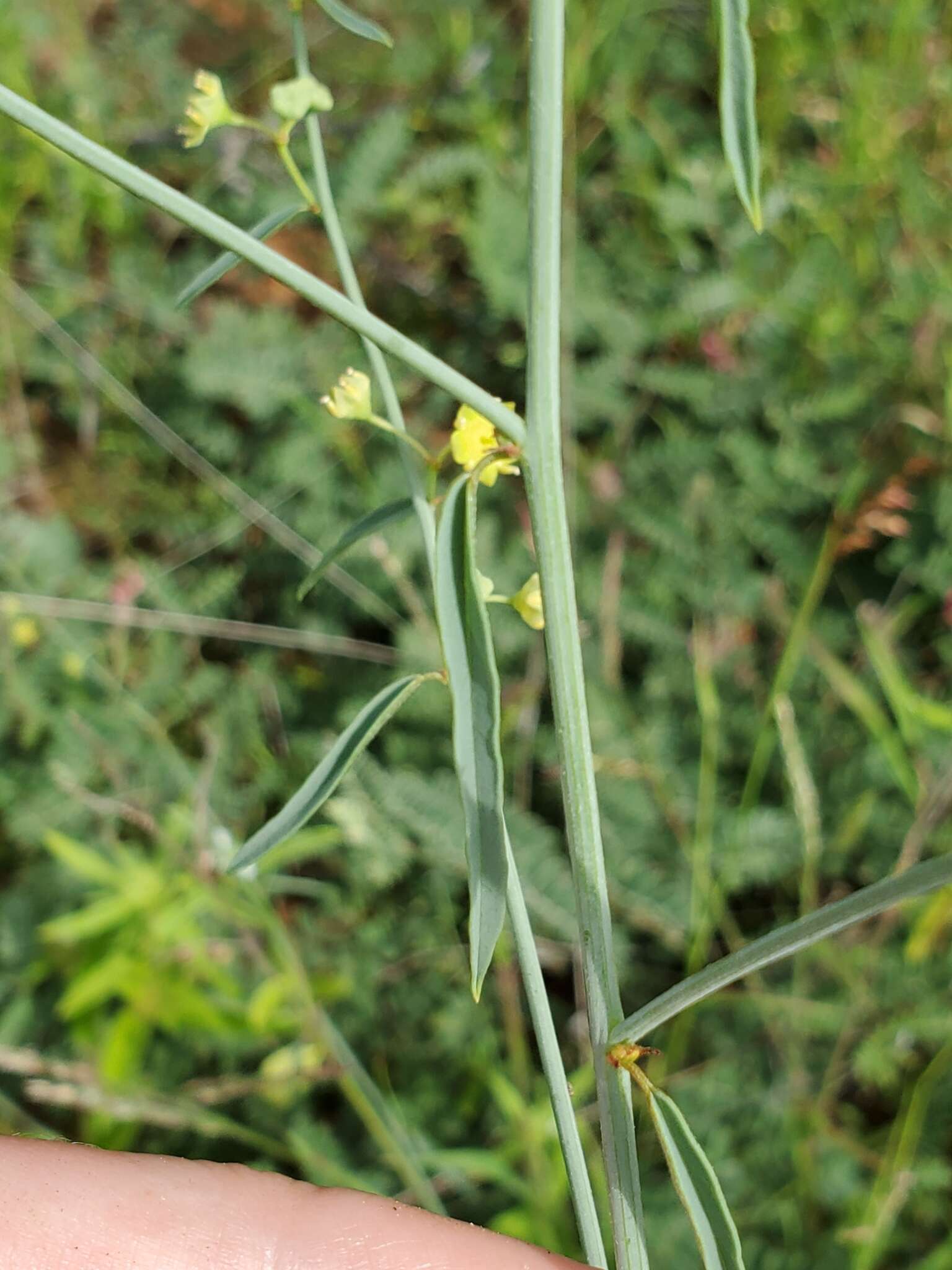 Image of Helinus spartioides (Engl.) Schinz ex Engl.